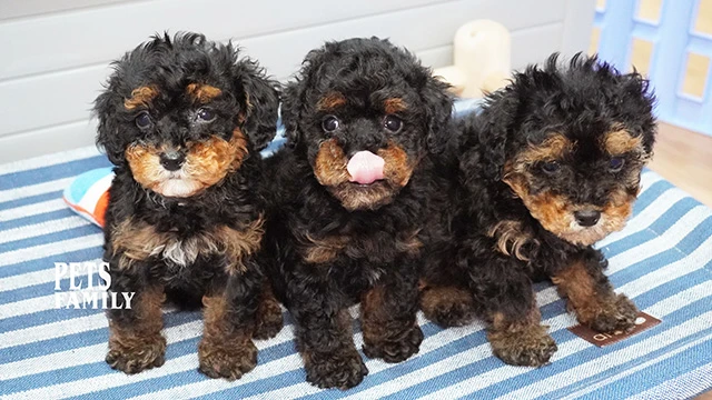 狗｜貴賓犬｜黑貴賓 品種介紹