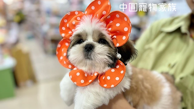 狗｜西施犬 品種介紹