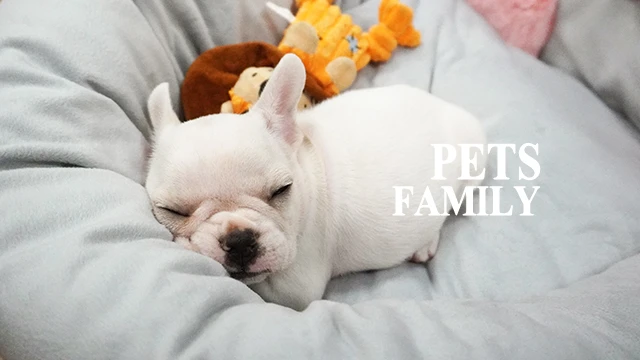 狗｜法國鬥牛犬 品種介紹