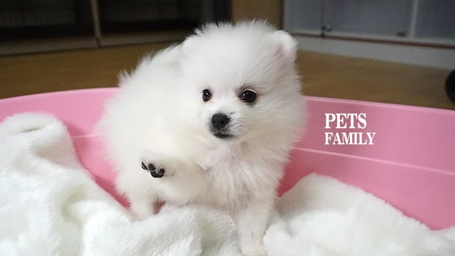 狗｜狐狸犬 品種介紹