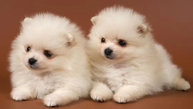 狗｜博美犬 品種介紹