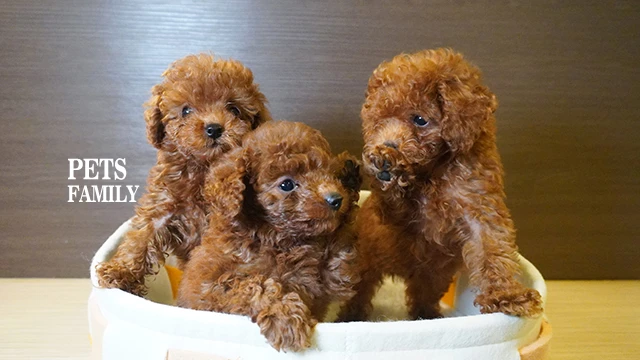 狗｜貴賓犬｜紅貴賓 品種介紹