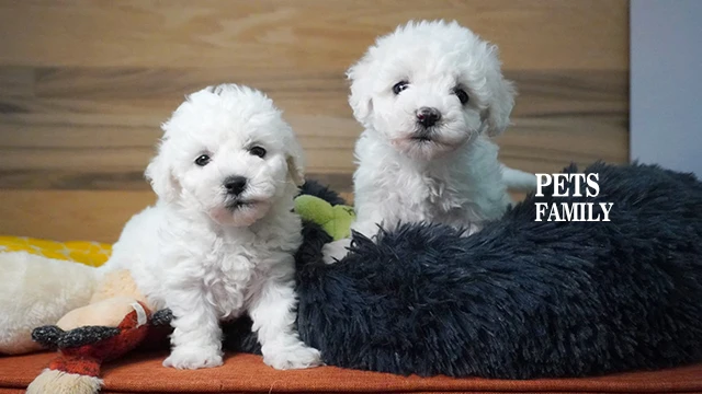 狗｜比熊犬 品種介紹