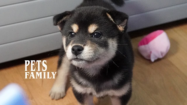 狗｜柴犬 品種介紹