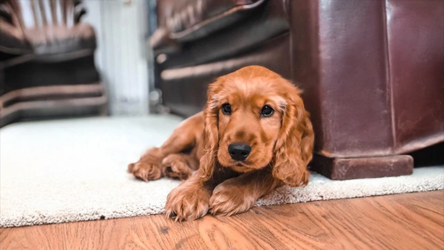 狗｜可卡獵犬 品種介紹