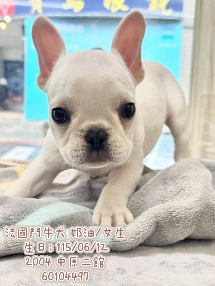 法國鬥牛犬｜奶油