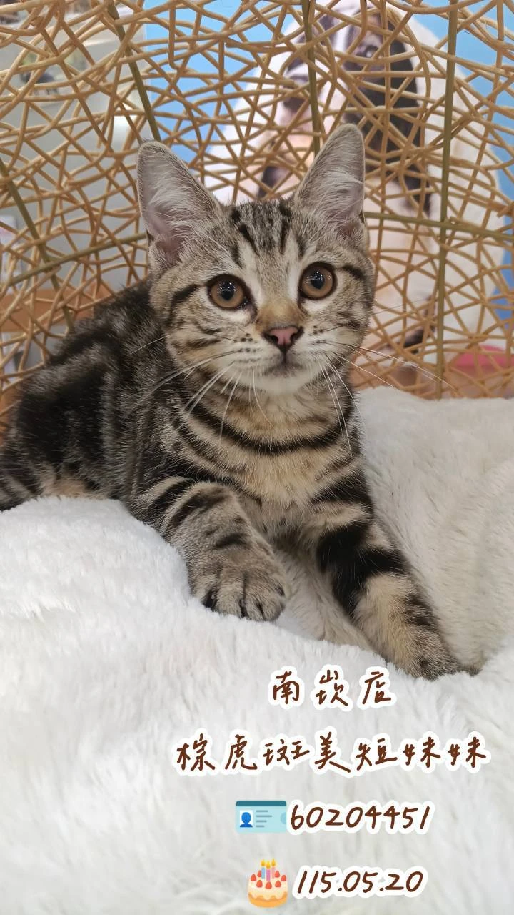 美國短毛貓｜棕虎斑