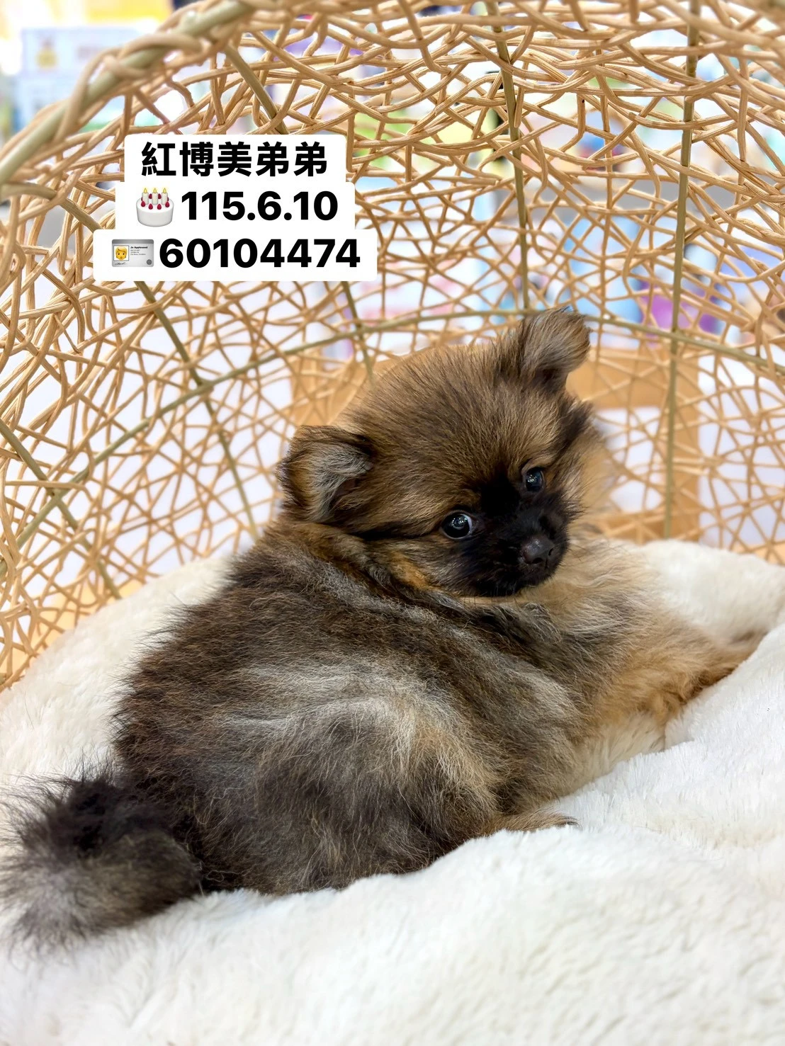 博美犬 | 紅