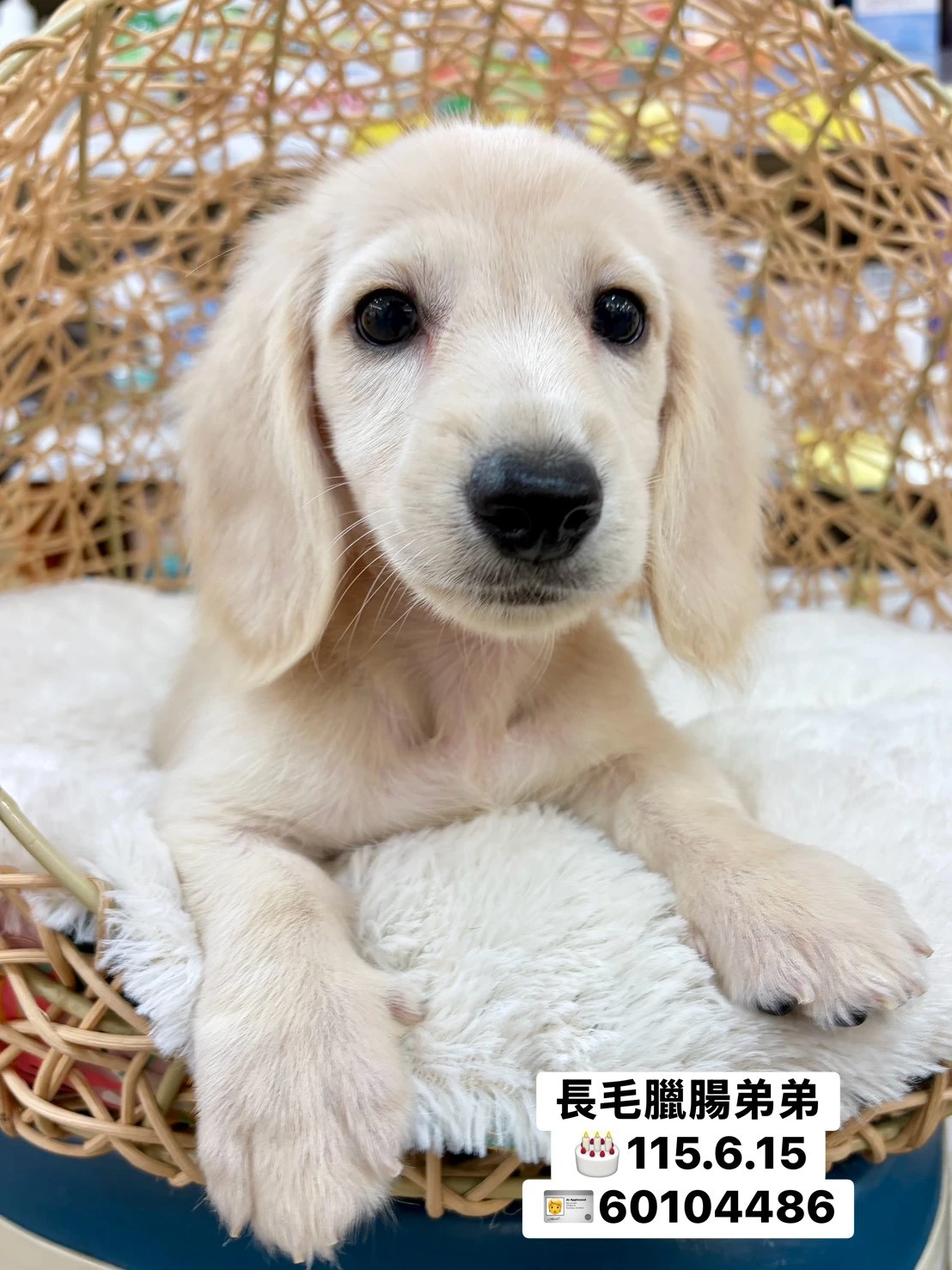 長毛臘腸｜奶油
