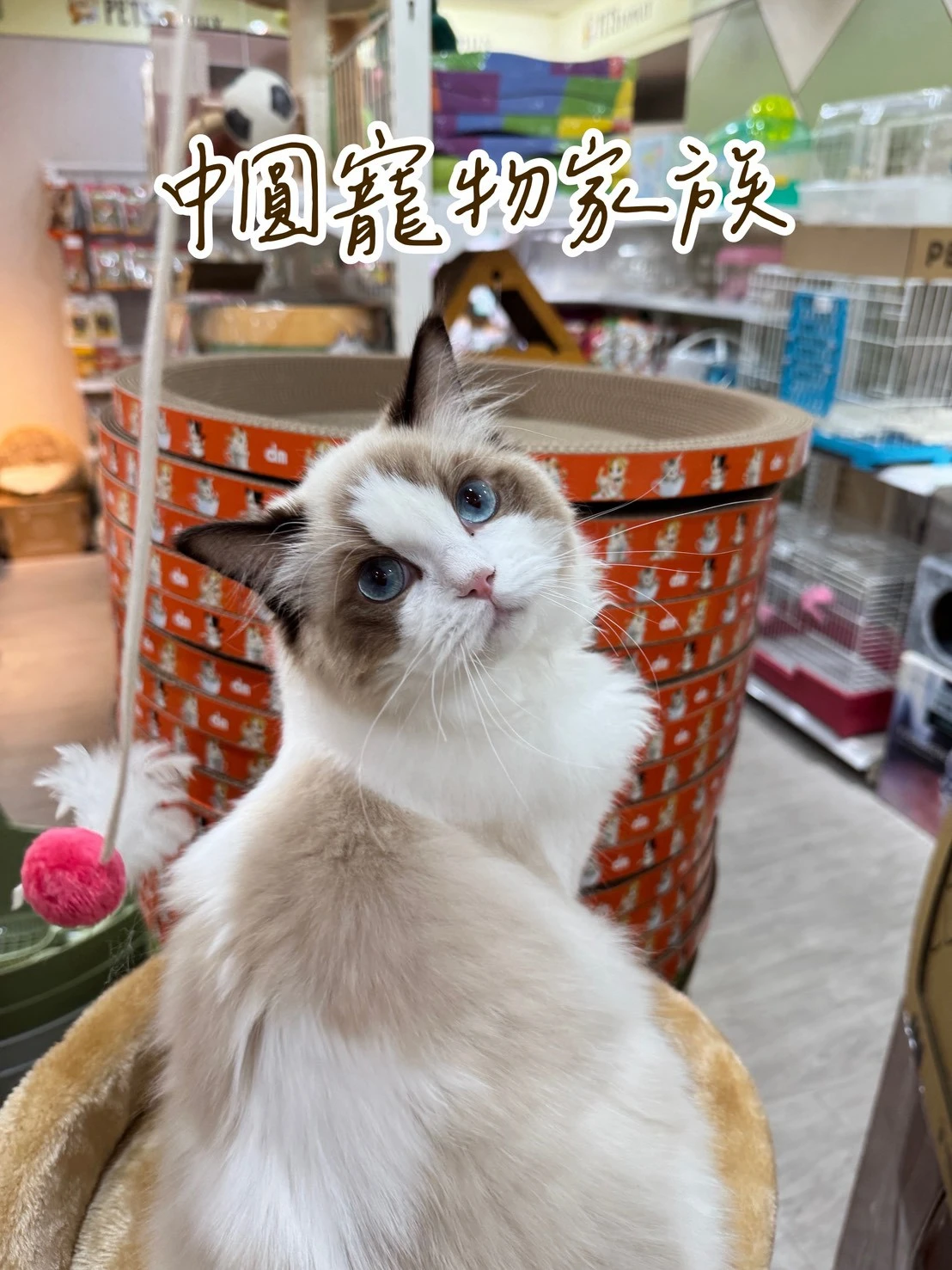 布偶貓｜海豹色
