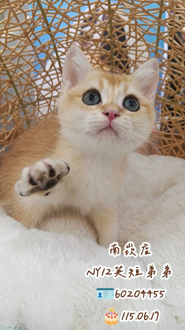 英國短毛貓｜金漸層NY12