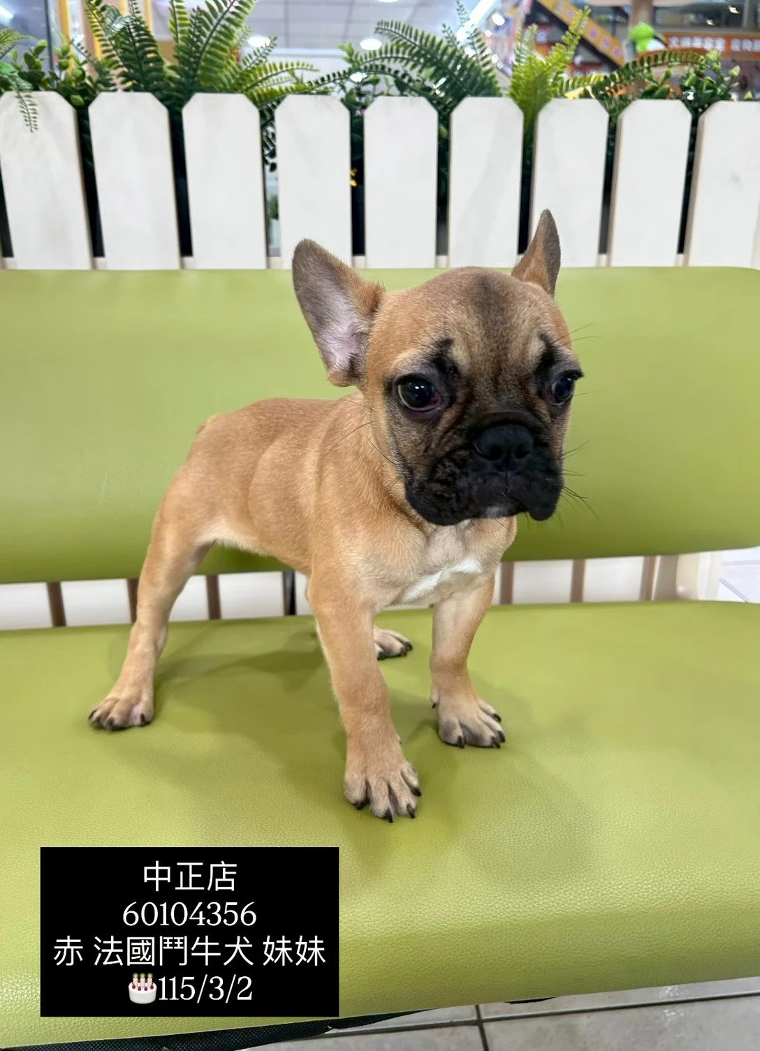 法國鬥牛犬｜赤