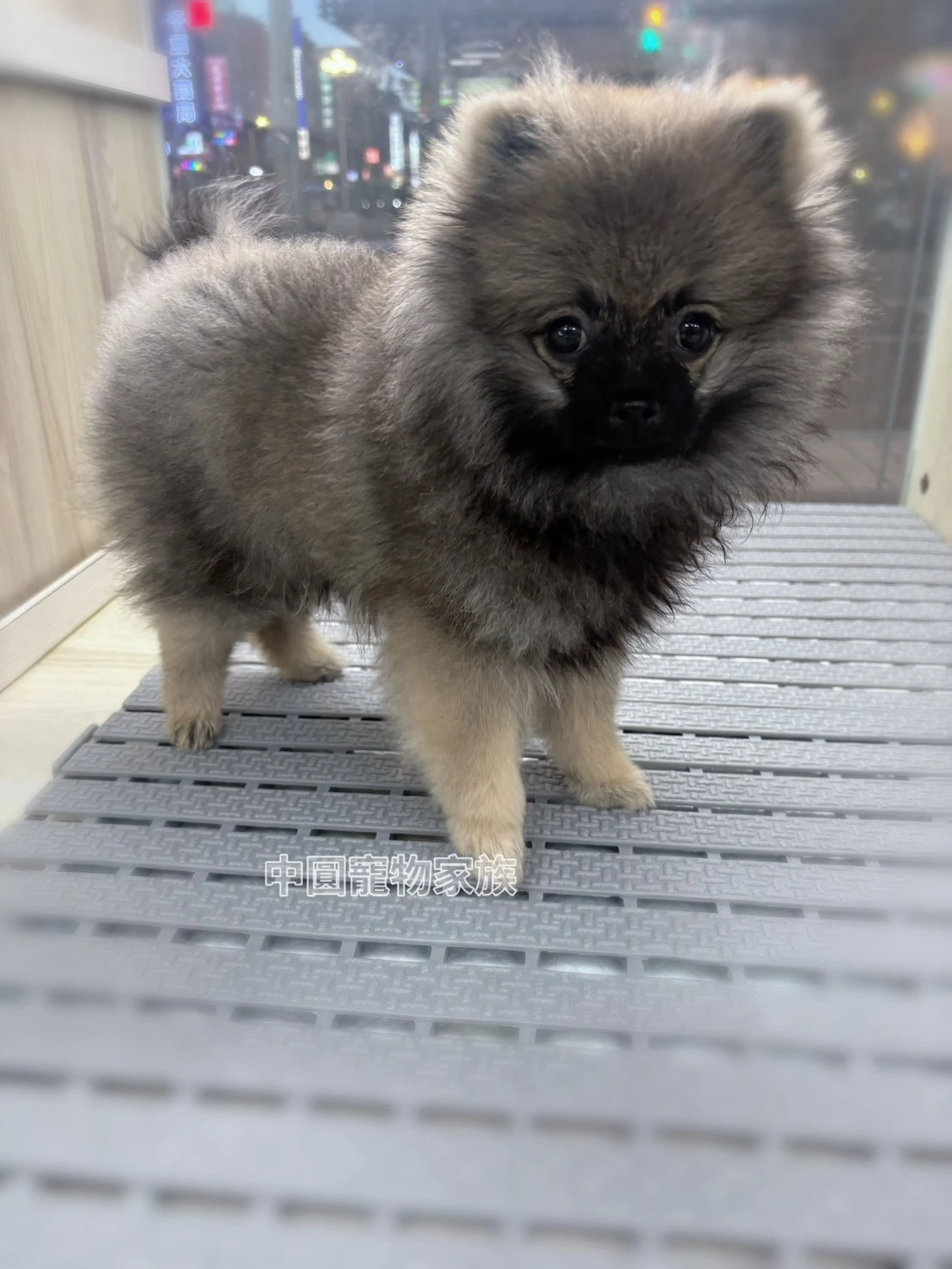 博美犬｜黑貂