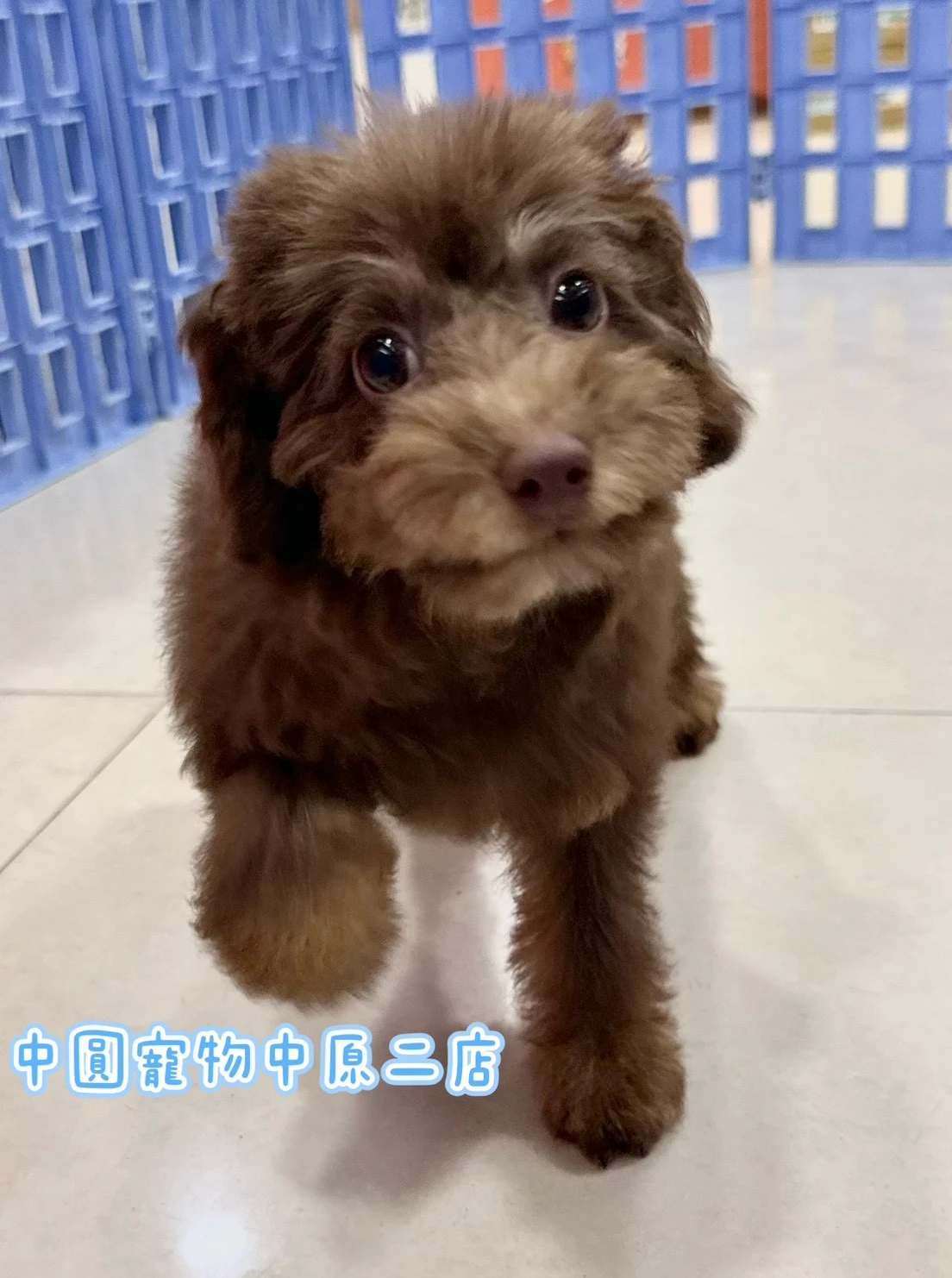 貴賓｜巧克力