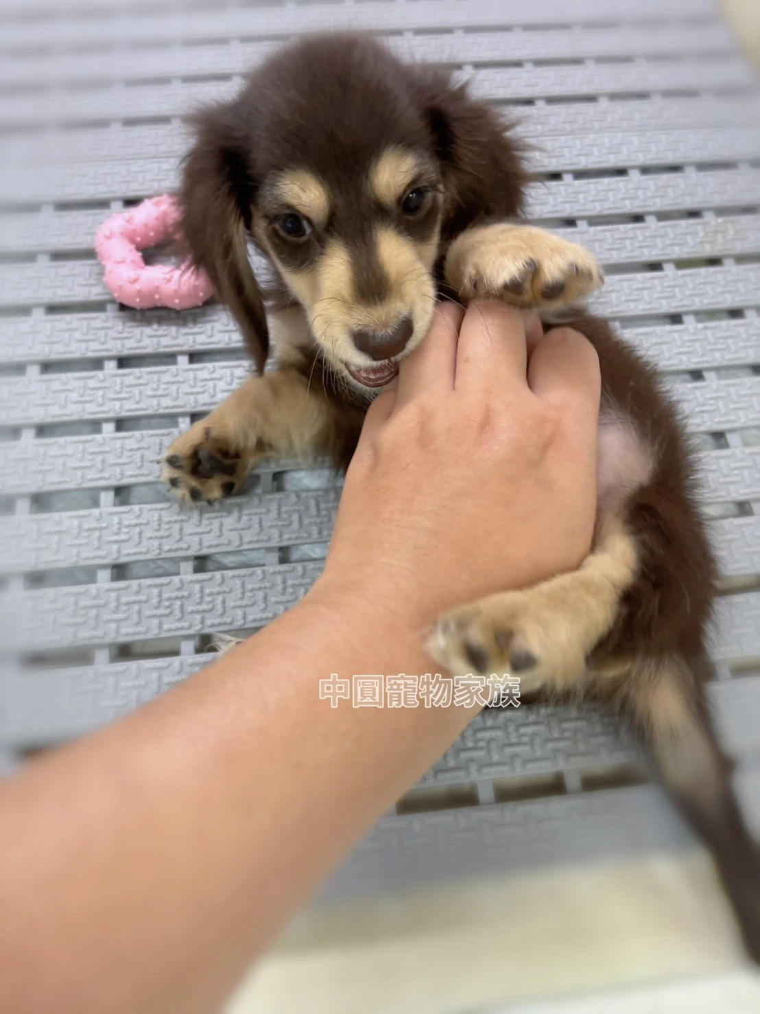 長毛臘腸｜巧奶
