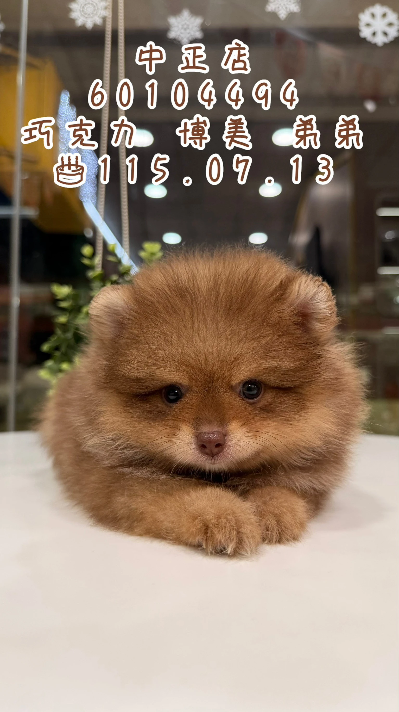 博美犬｜巧克力