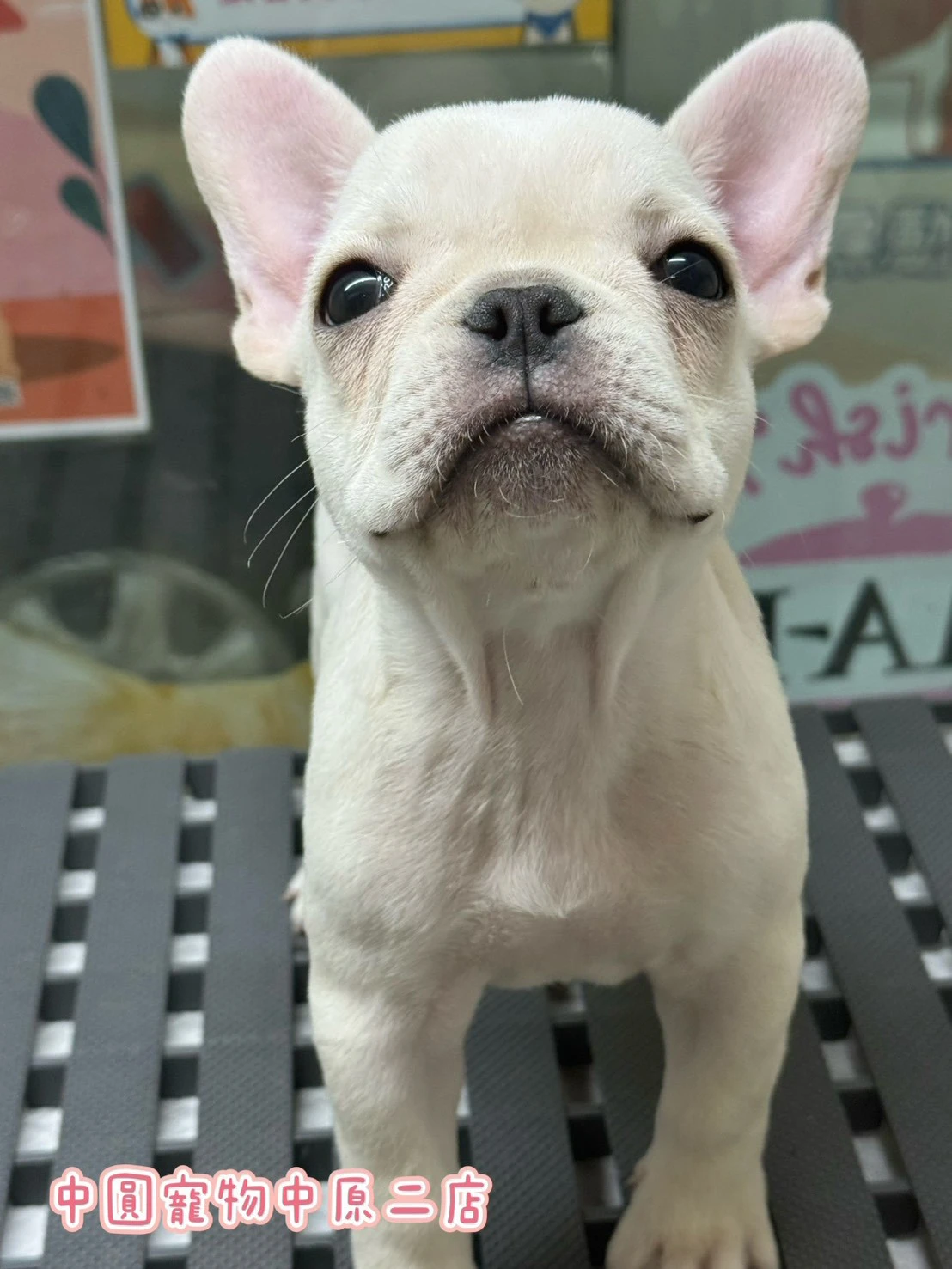 法國鬥牛犬｜奶油