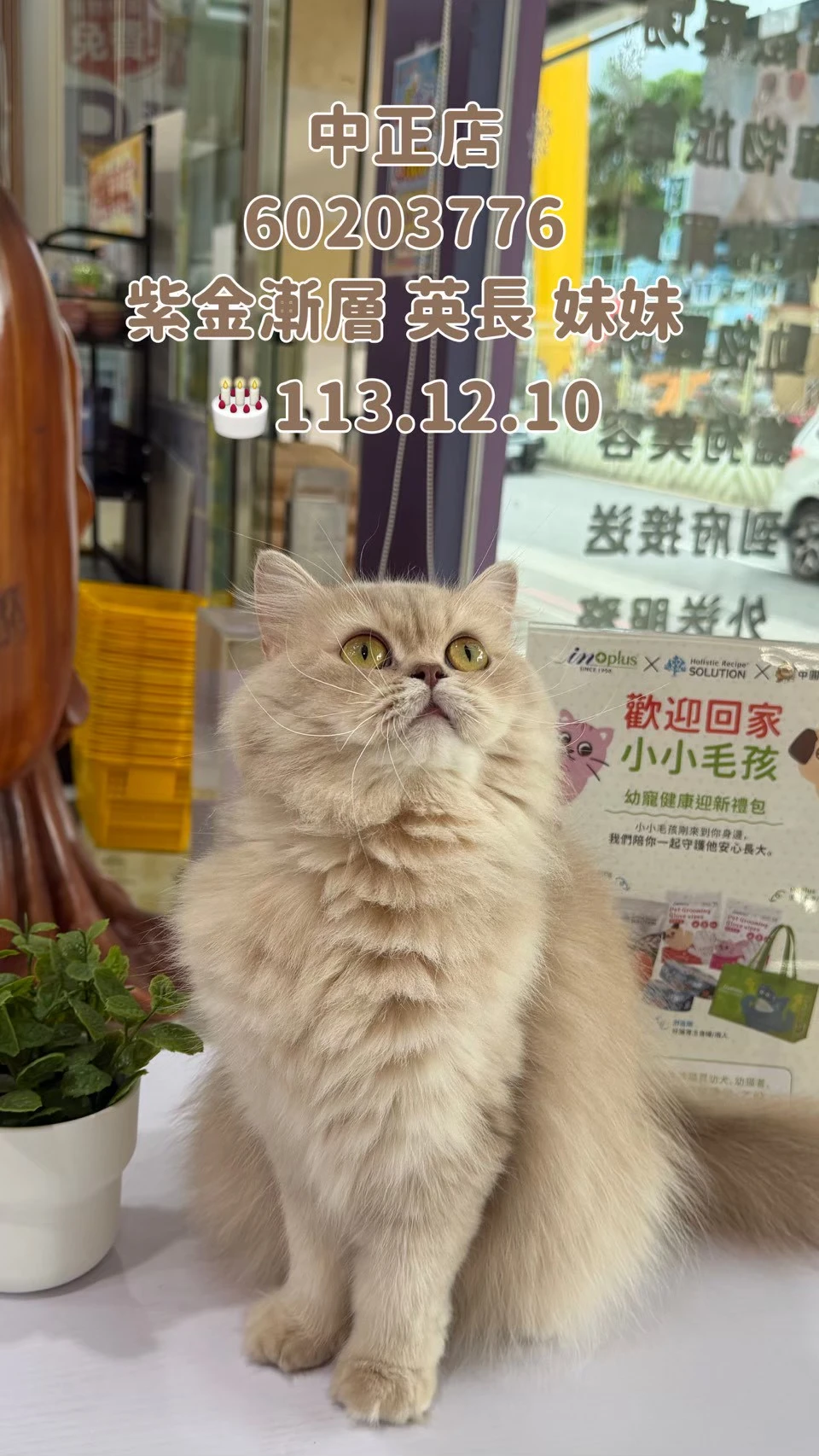 英國長毛貓｜紫金漸層