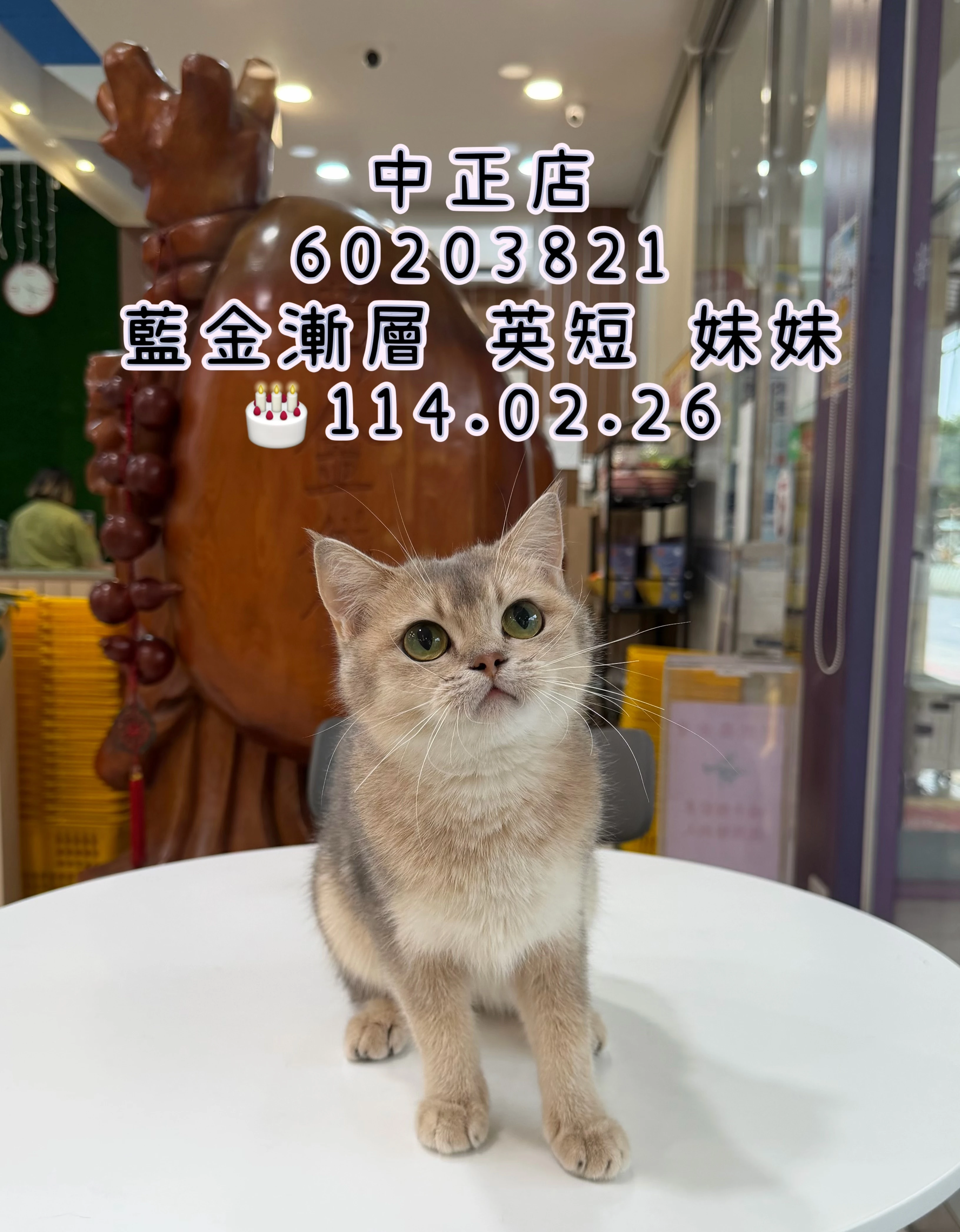 英國短毛貓｜藍金漸層