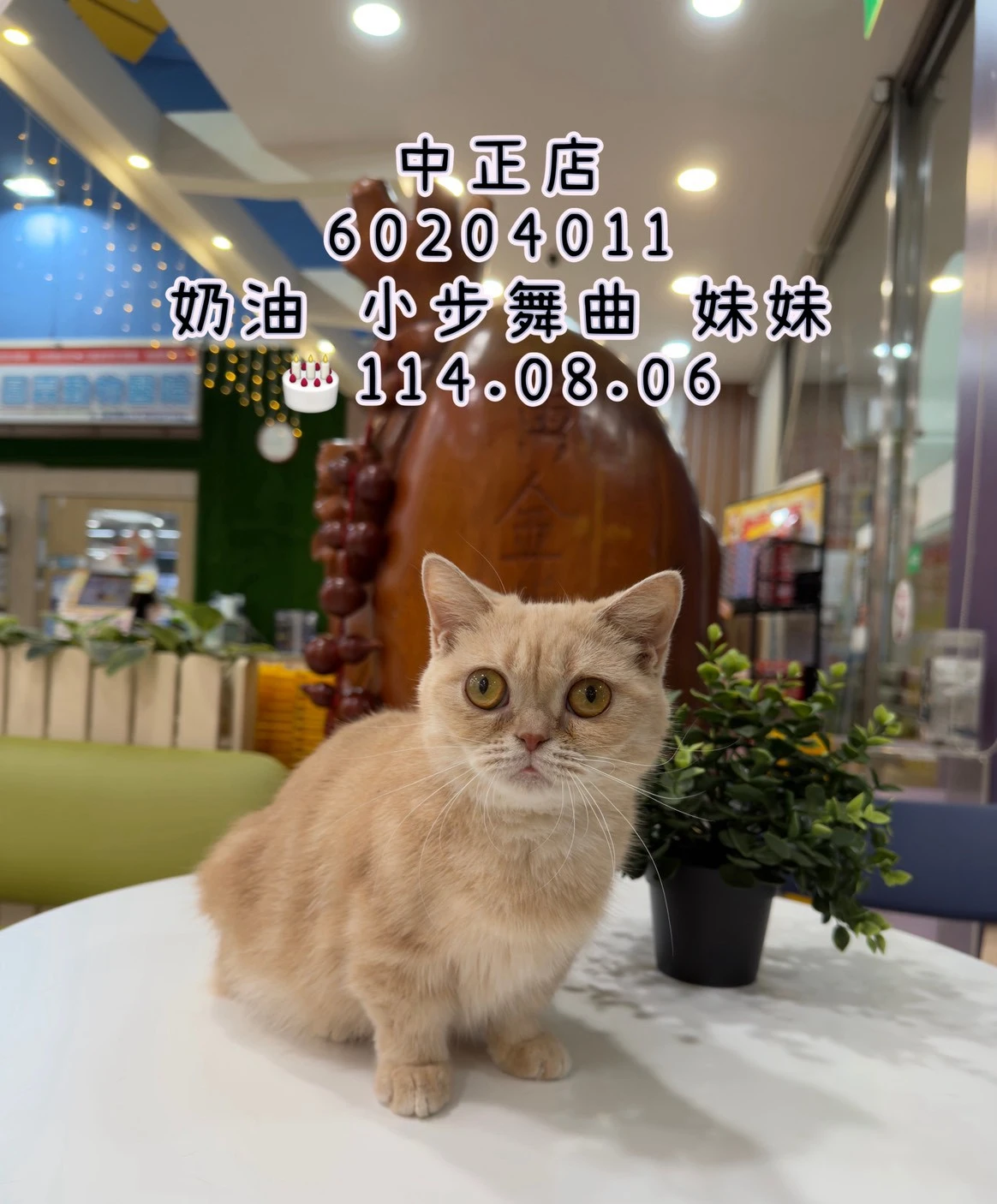 小步舞曲｜奶油