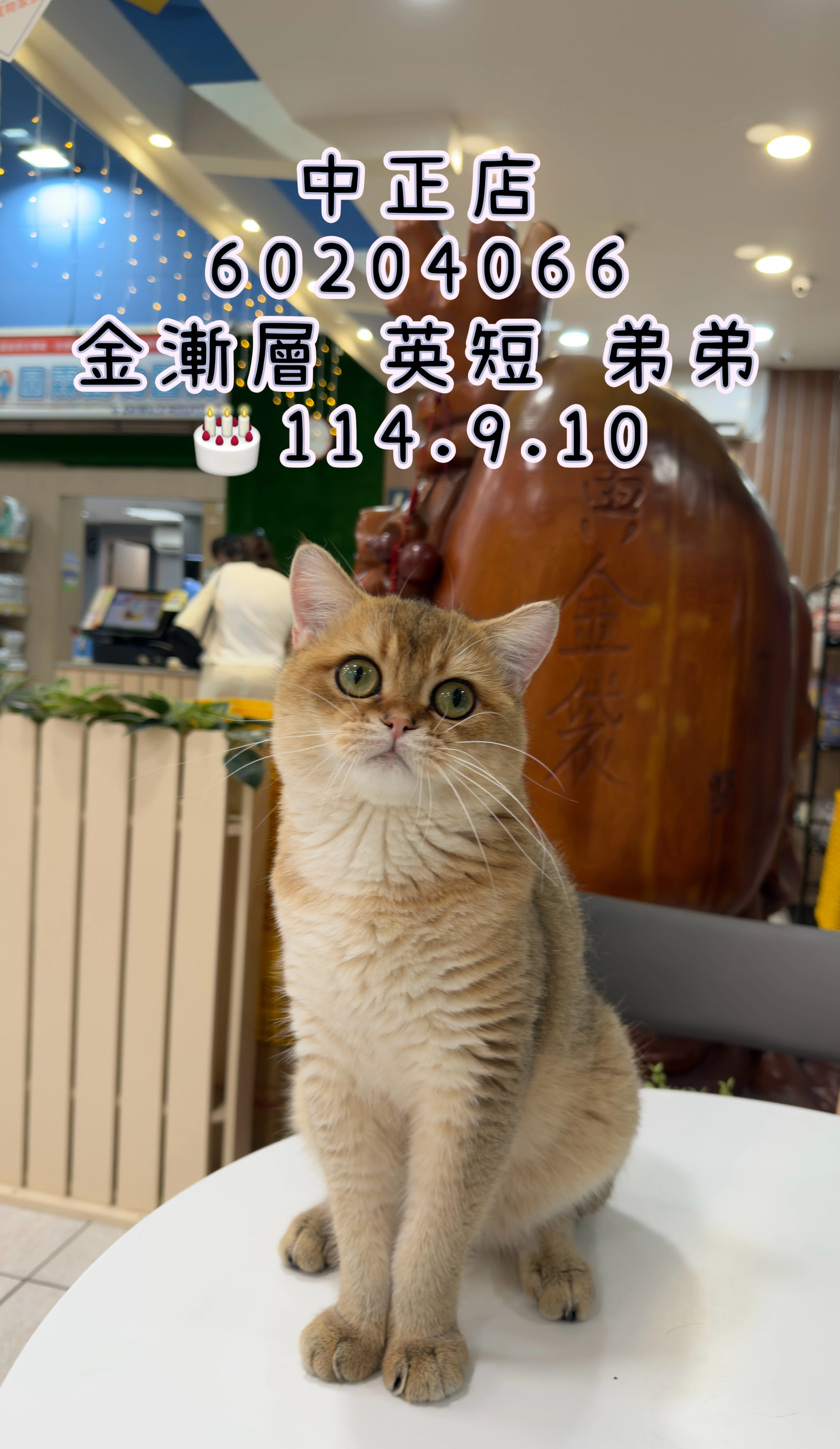 英國短毛貓｜金漸層