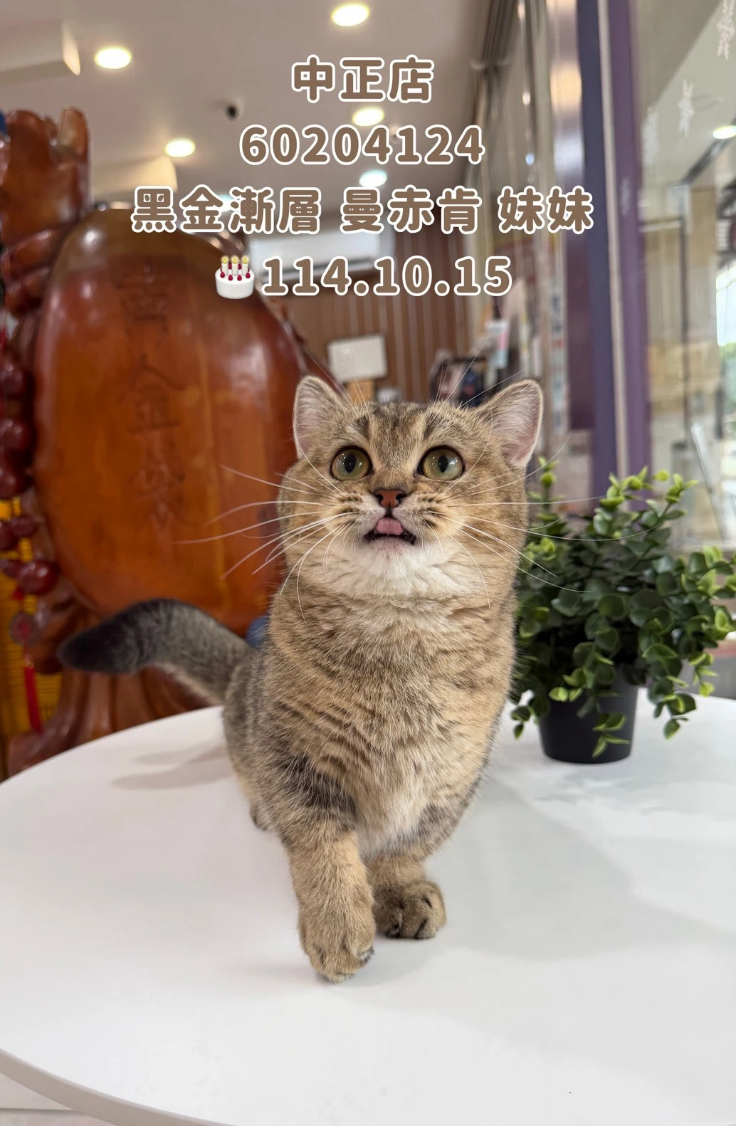 曼赤肯｜黑金漸層