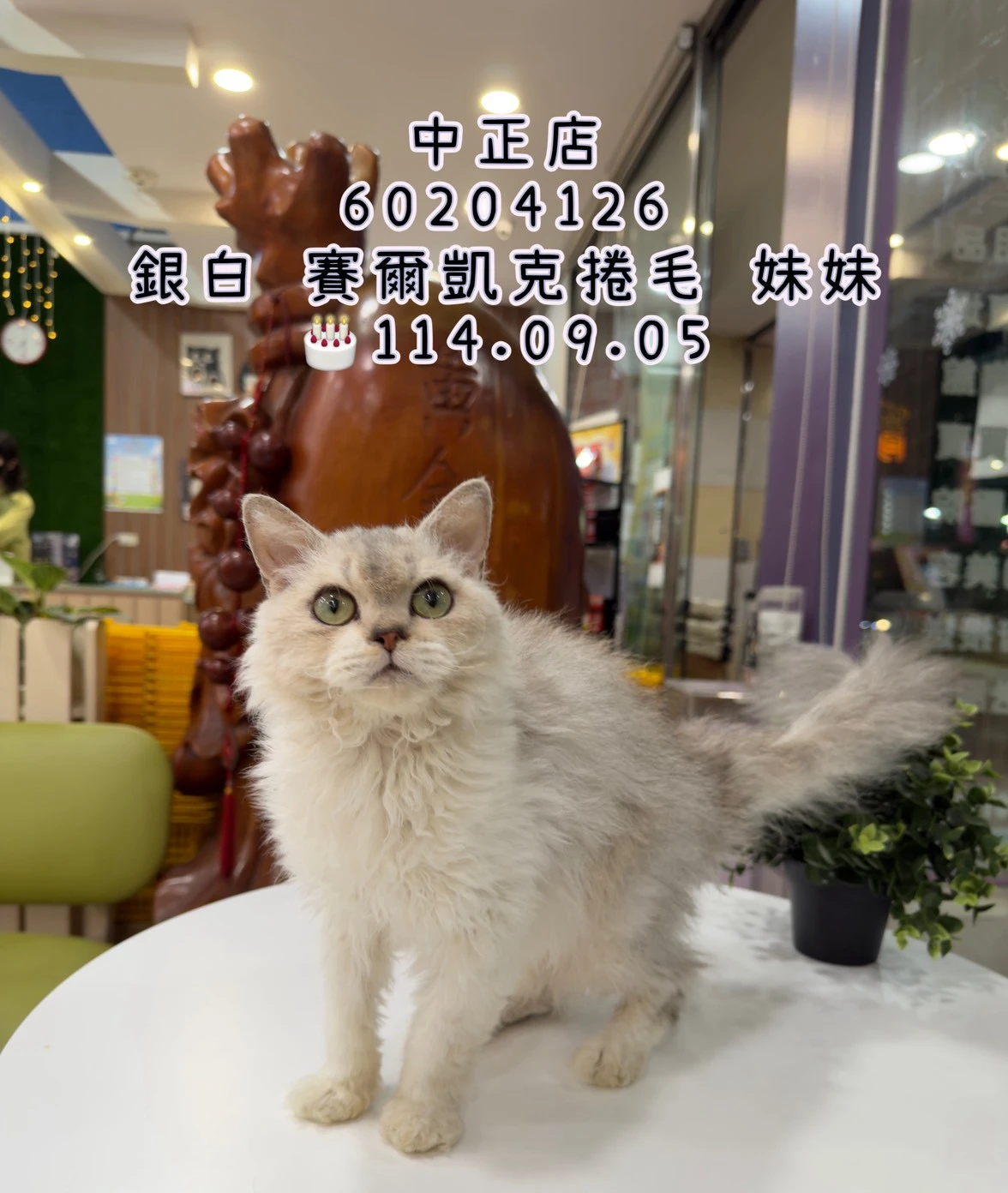賽爾凱克捲毛｜銀白