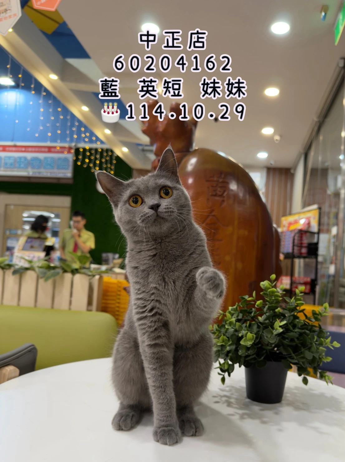 英國短毛貓｜藍