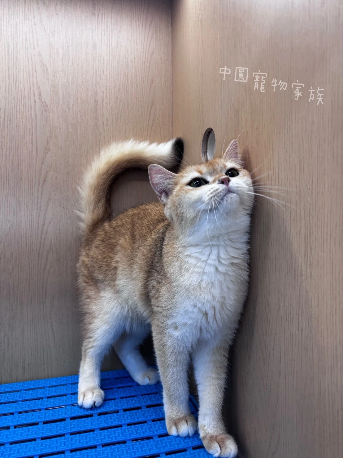 英國短毛貓｜黑金漸層