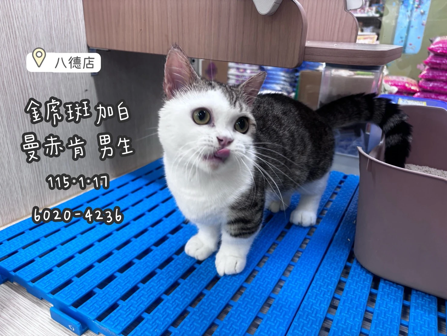 曼赤肯｜金虎斑加白