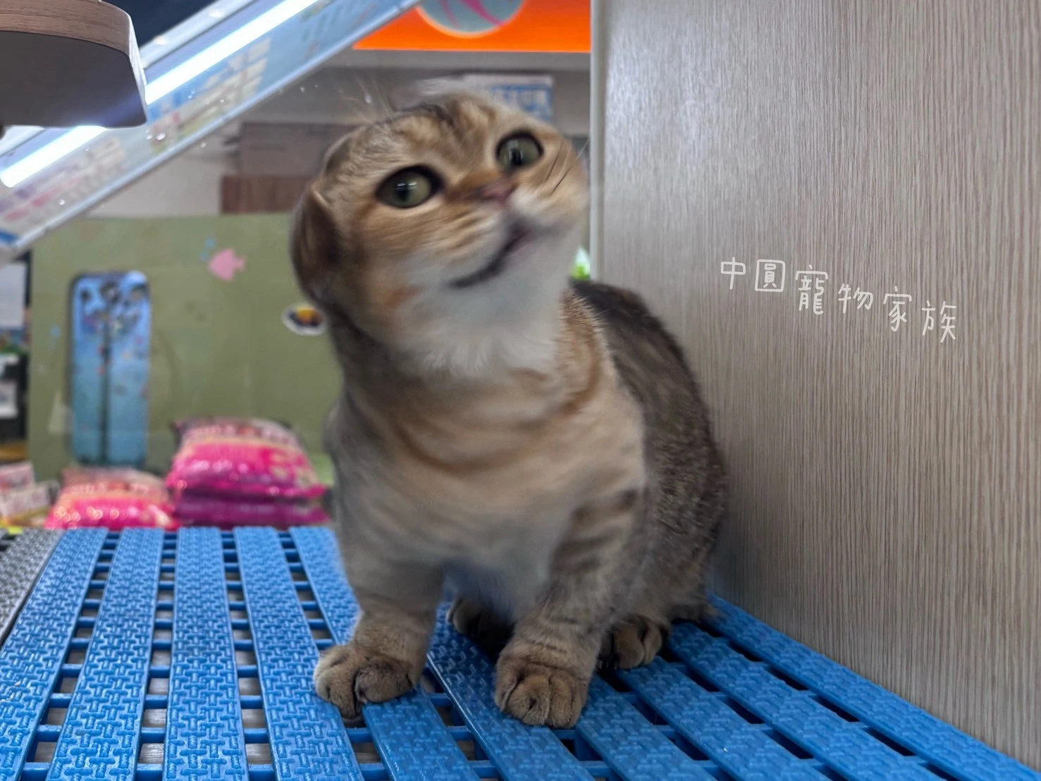 曼赤肯｜金漸層