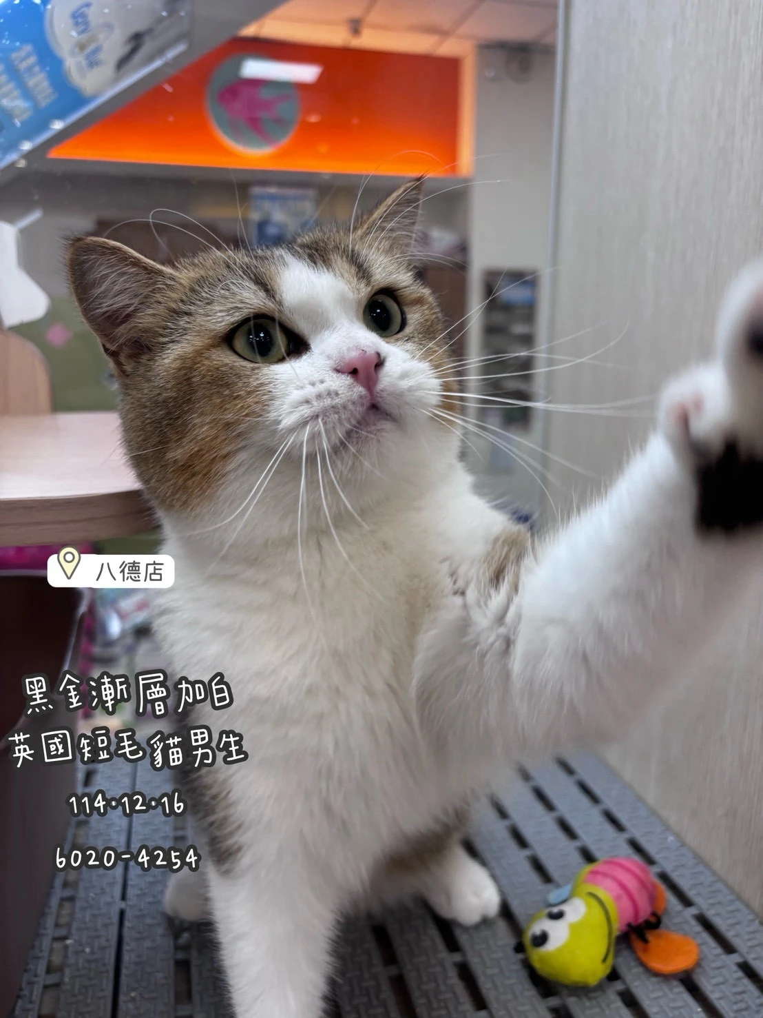 英國短毛貓｜黑金漸層加白