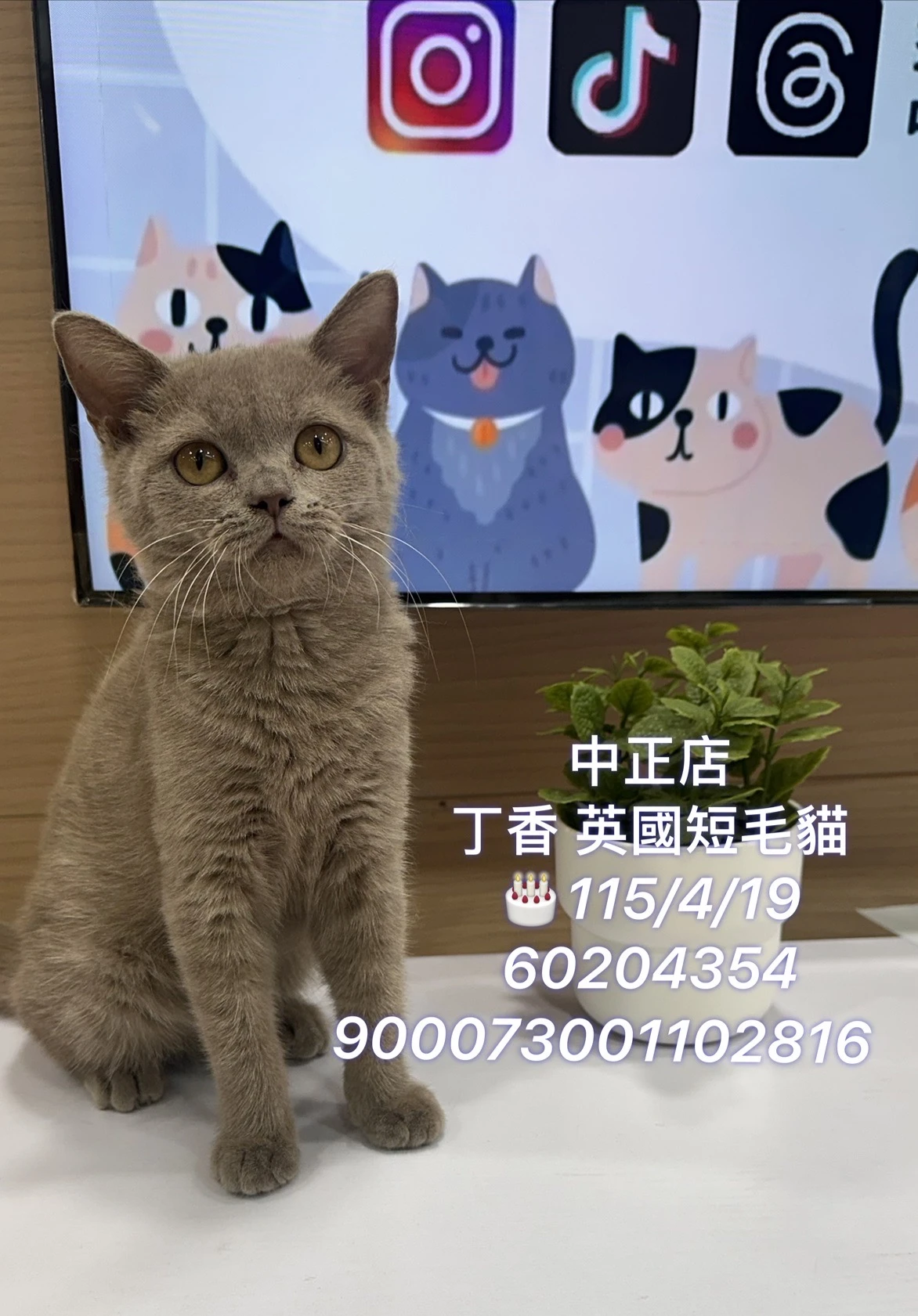 英國短毛貓｜丁香