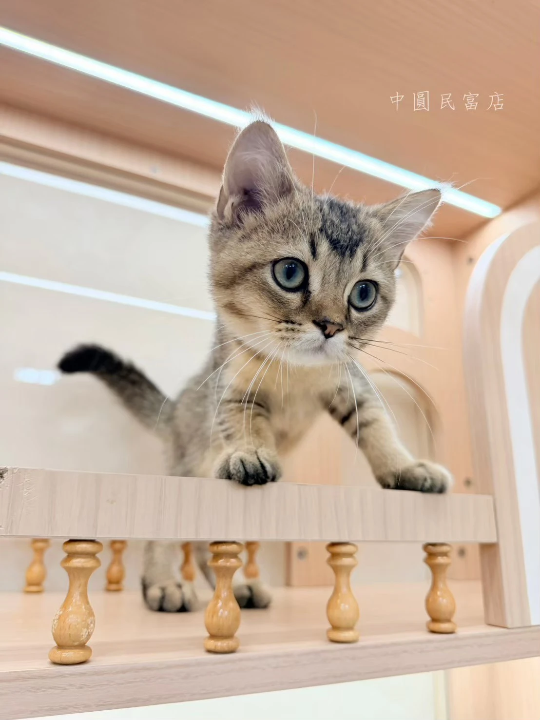英國短毛貓｜黑金漸層