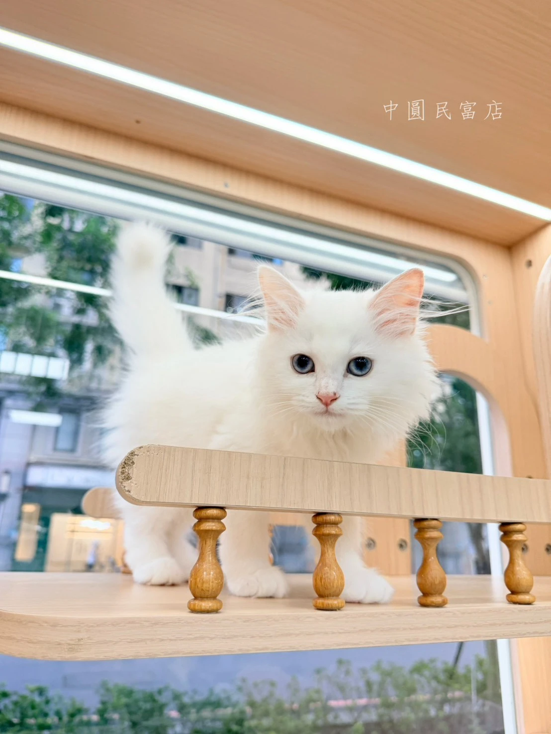 英國長毛貓｜白