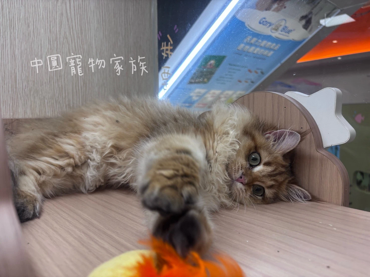 英國長毛貓｜漸層色
