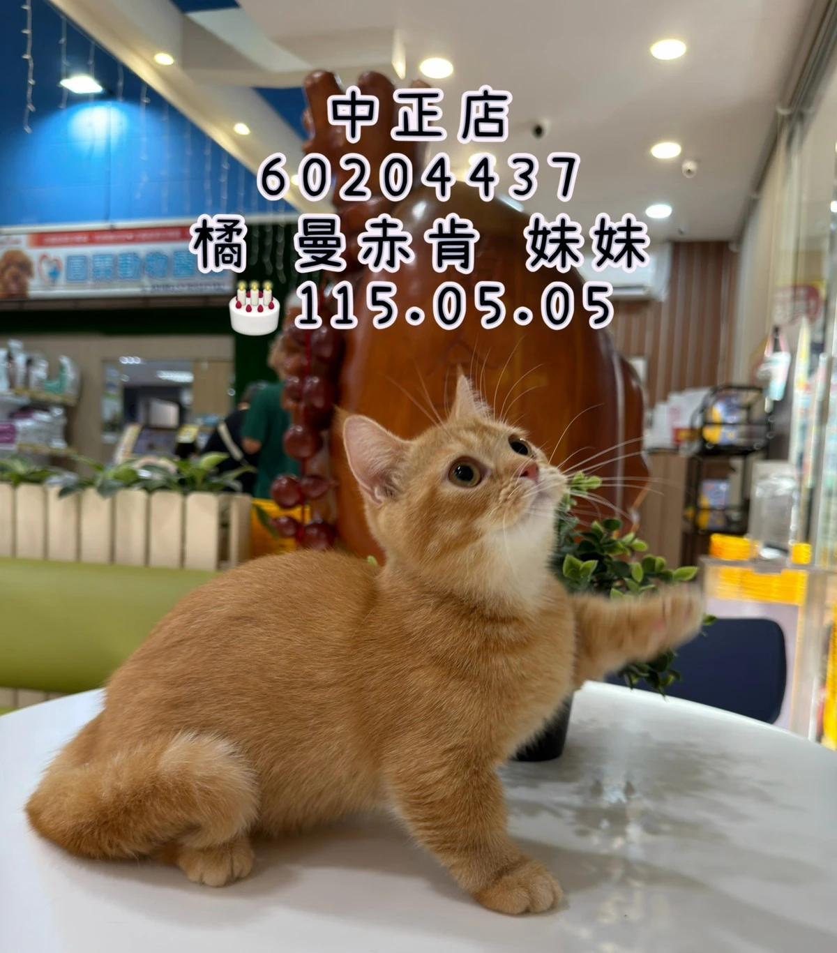 曼赤肯｜橘