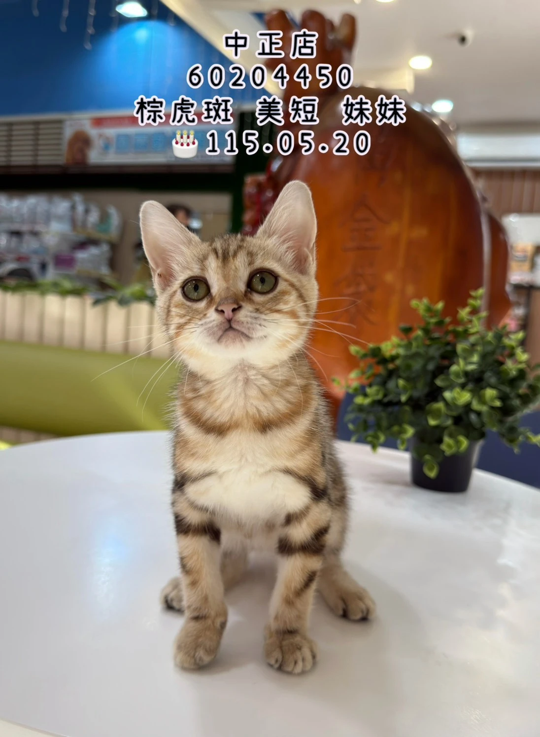 美國短毛貓｜棕虎斑