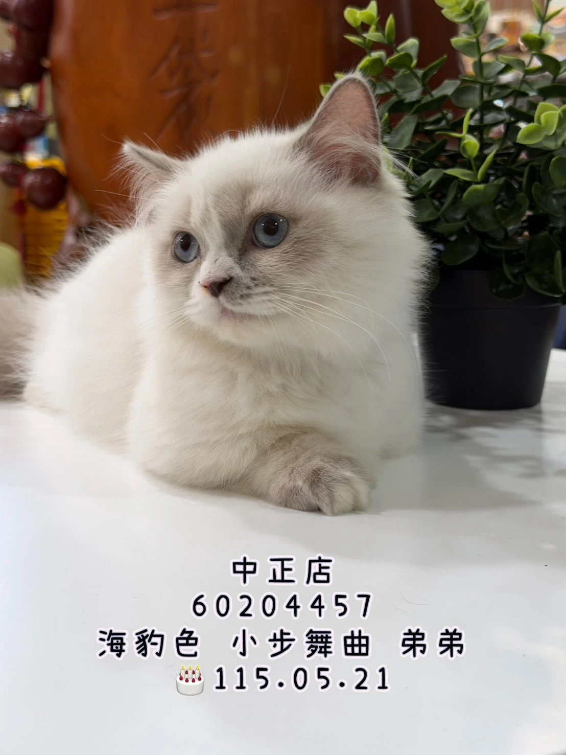 小步舞曲｜海豹色