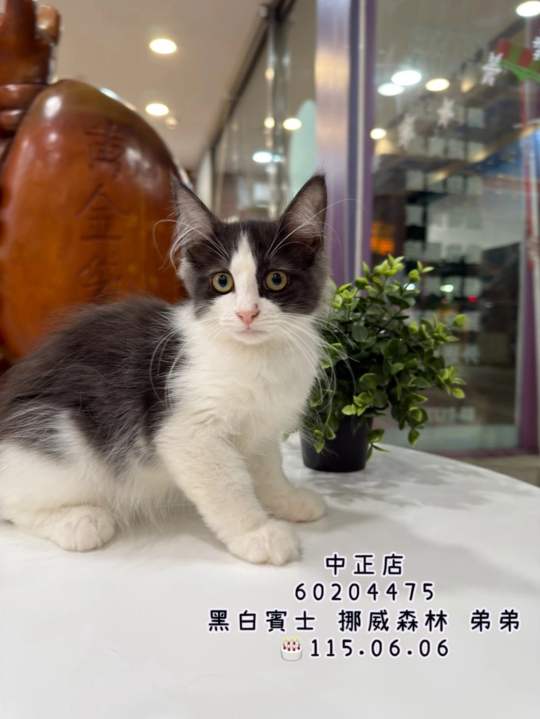 挪威森林｜黑白賓士