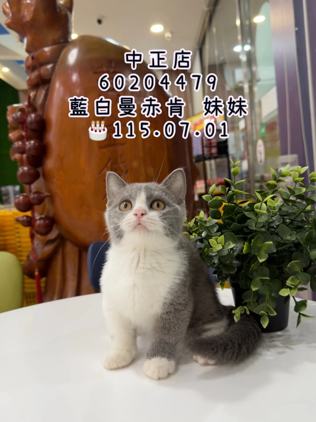 曼赤肯｜藍白
