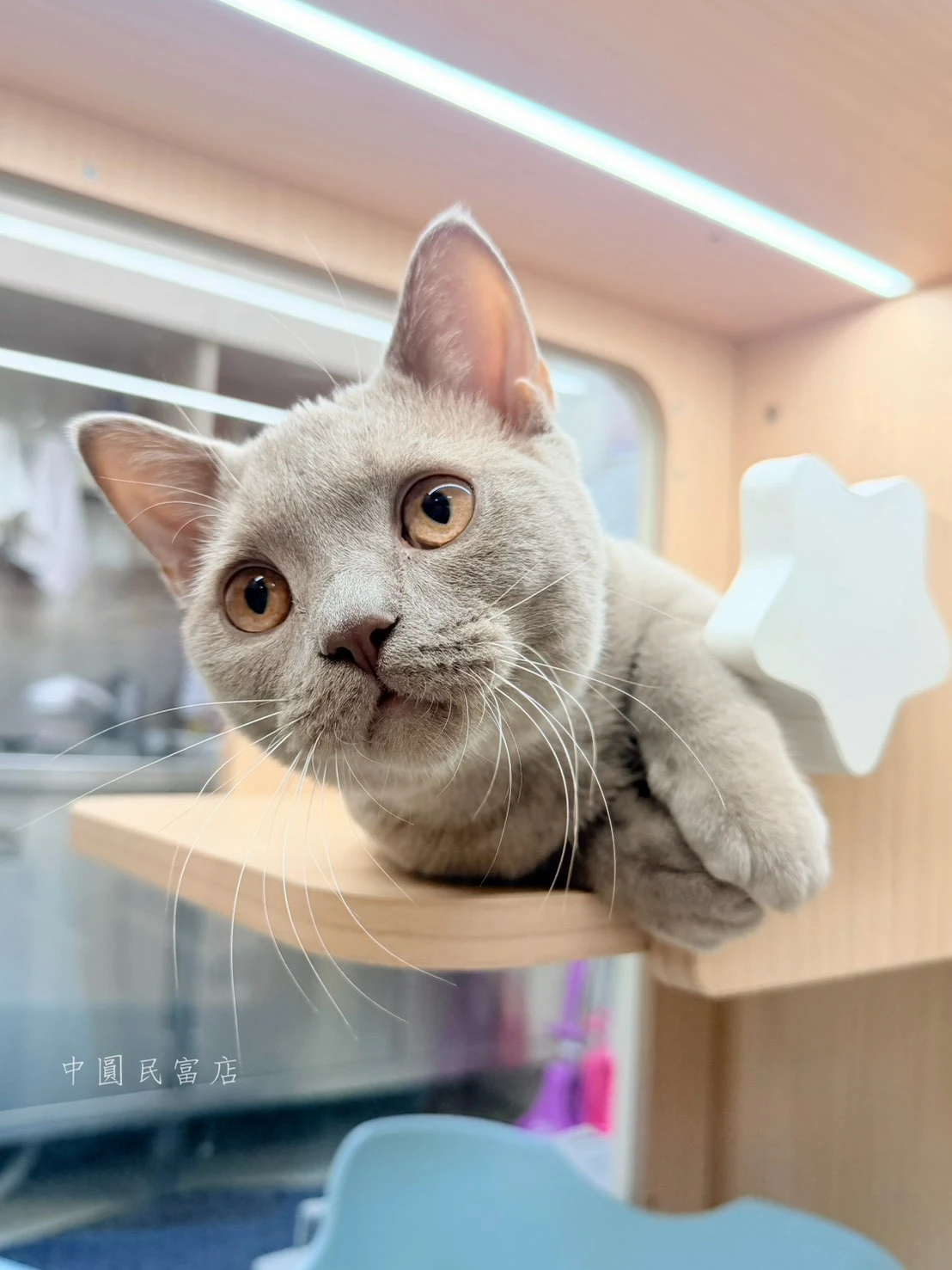英國短毛貓｜丁香