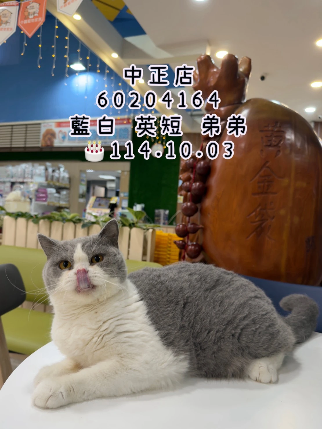 英國短毛貓｜藍白