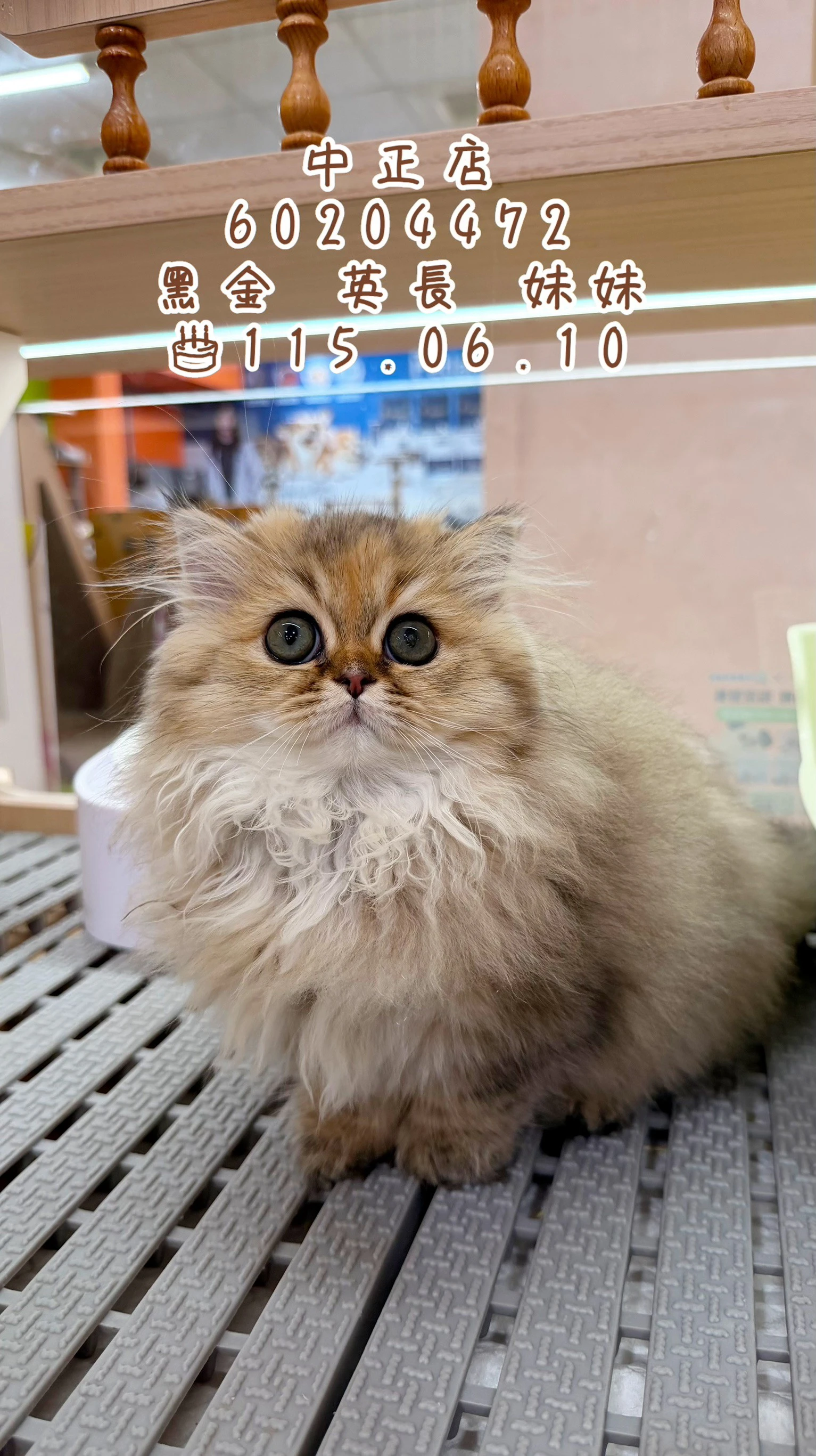 英國長毛貓｜黑金