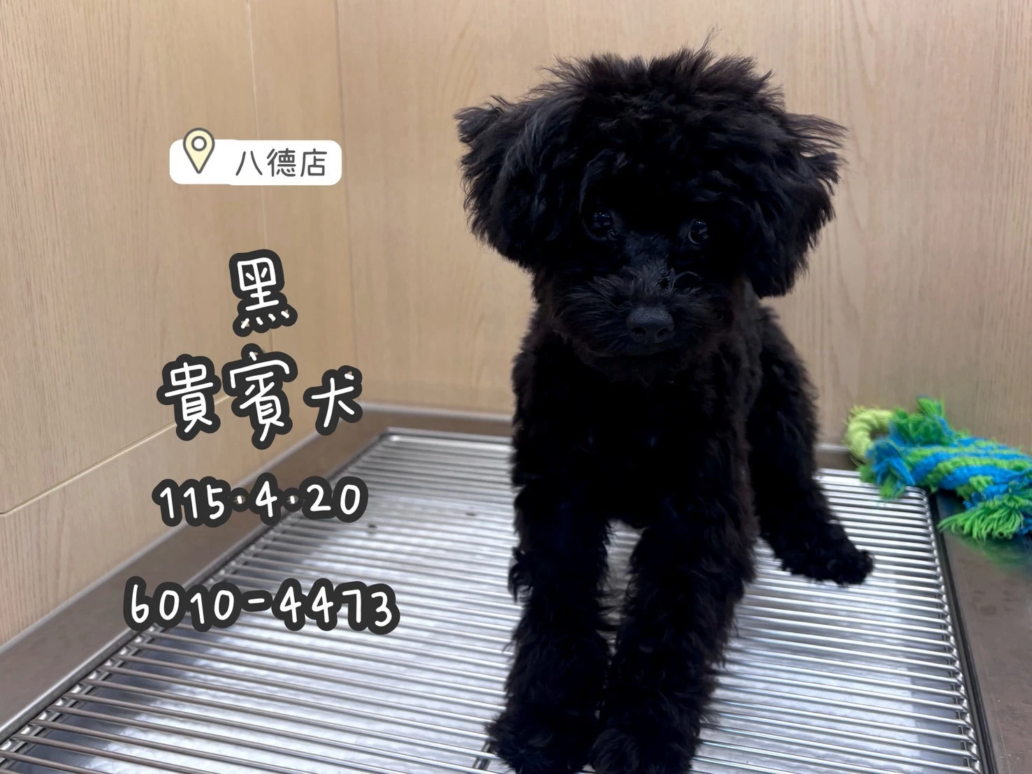 貴賓犬｜黑