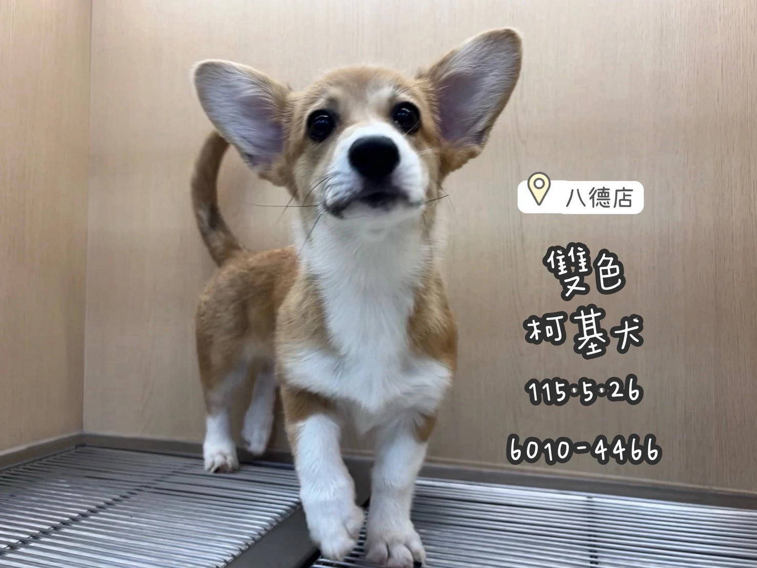 柯基犬｜雙色
