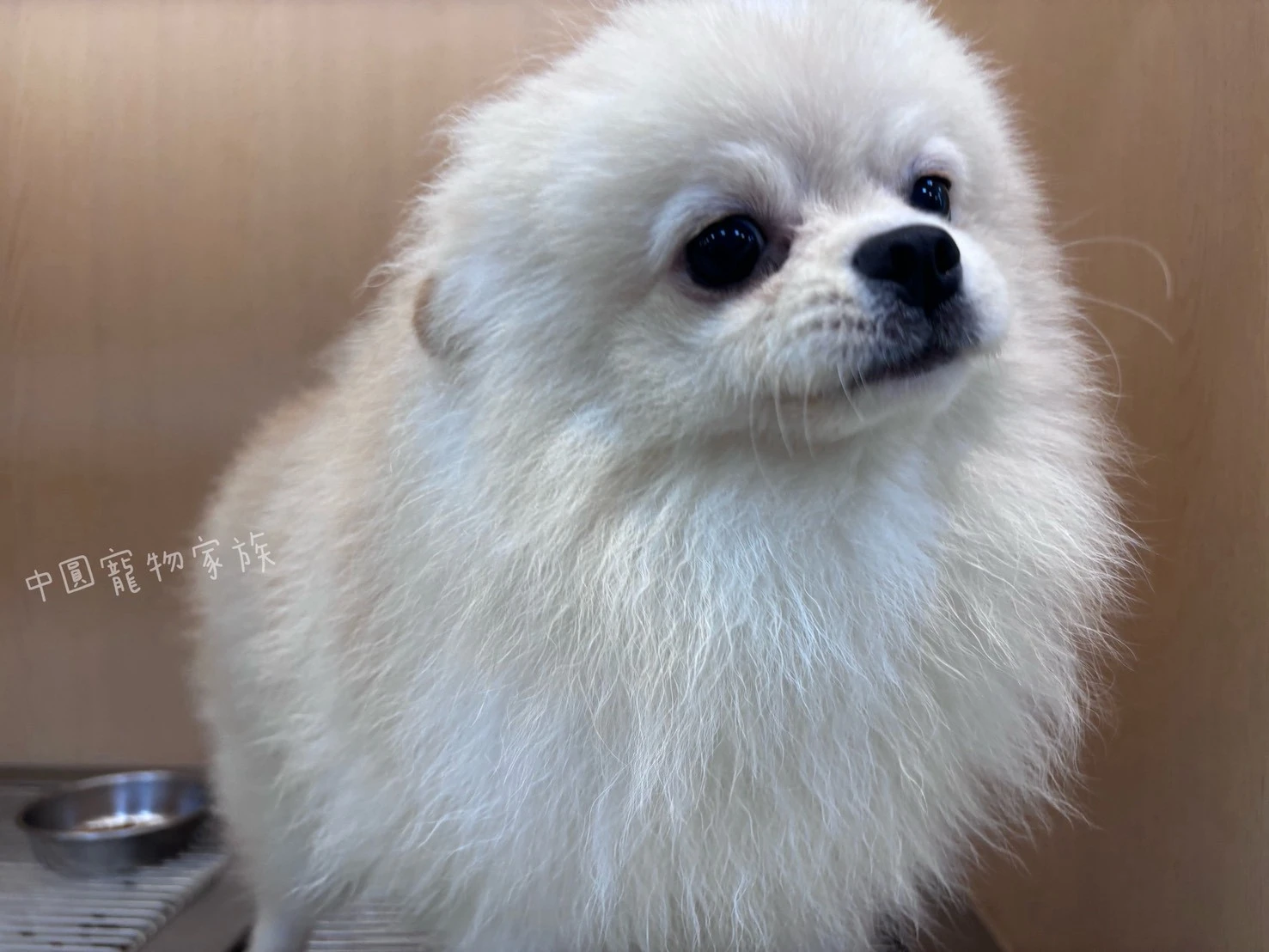 博美犬｜奶油
