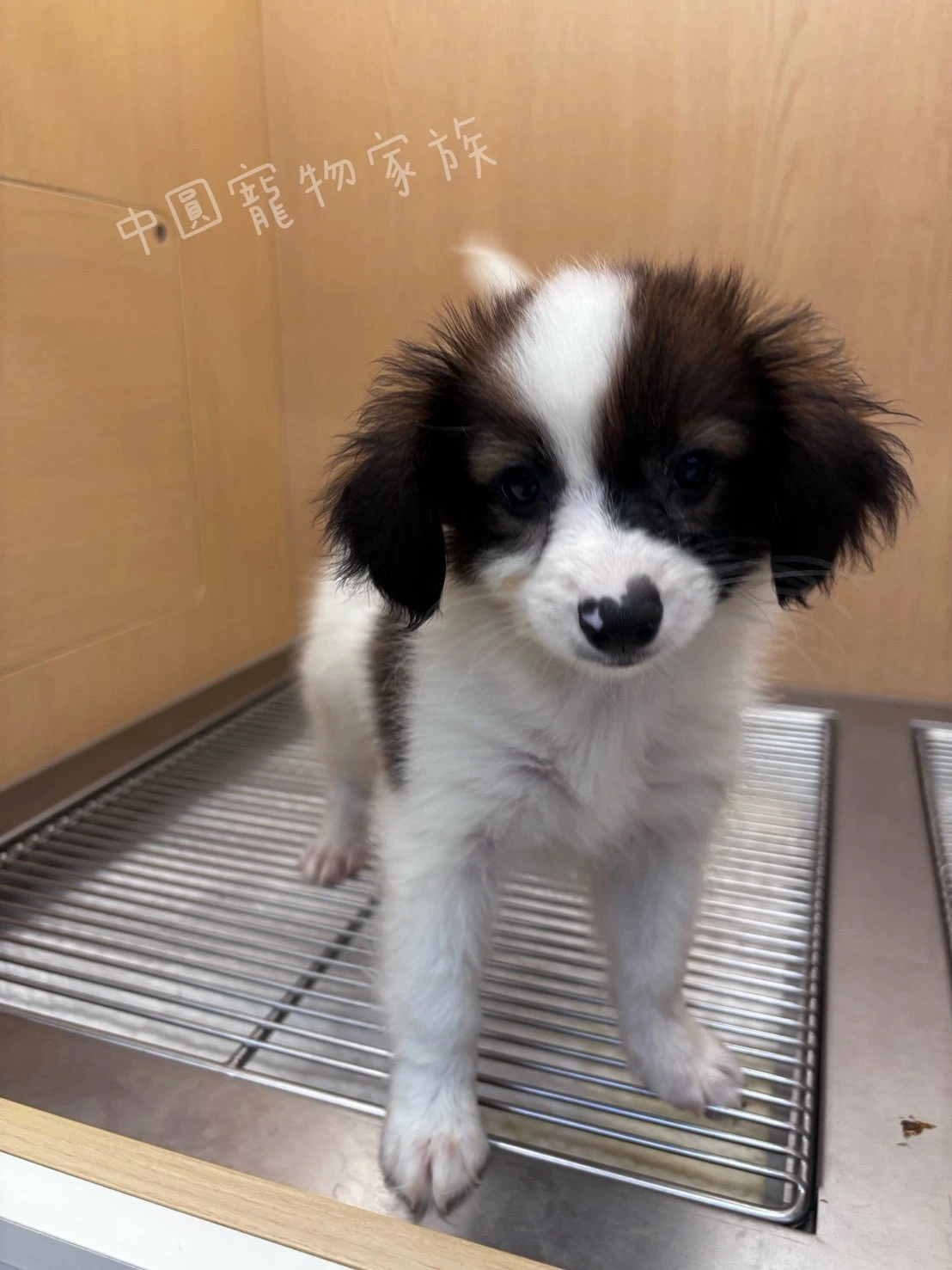 蝴蝶犬｜棕白
