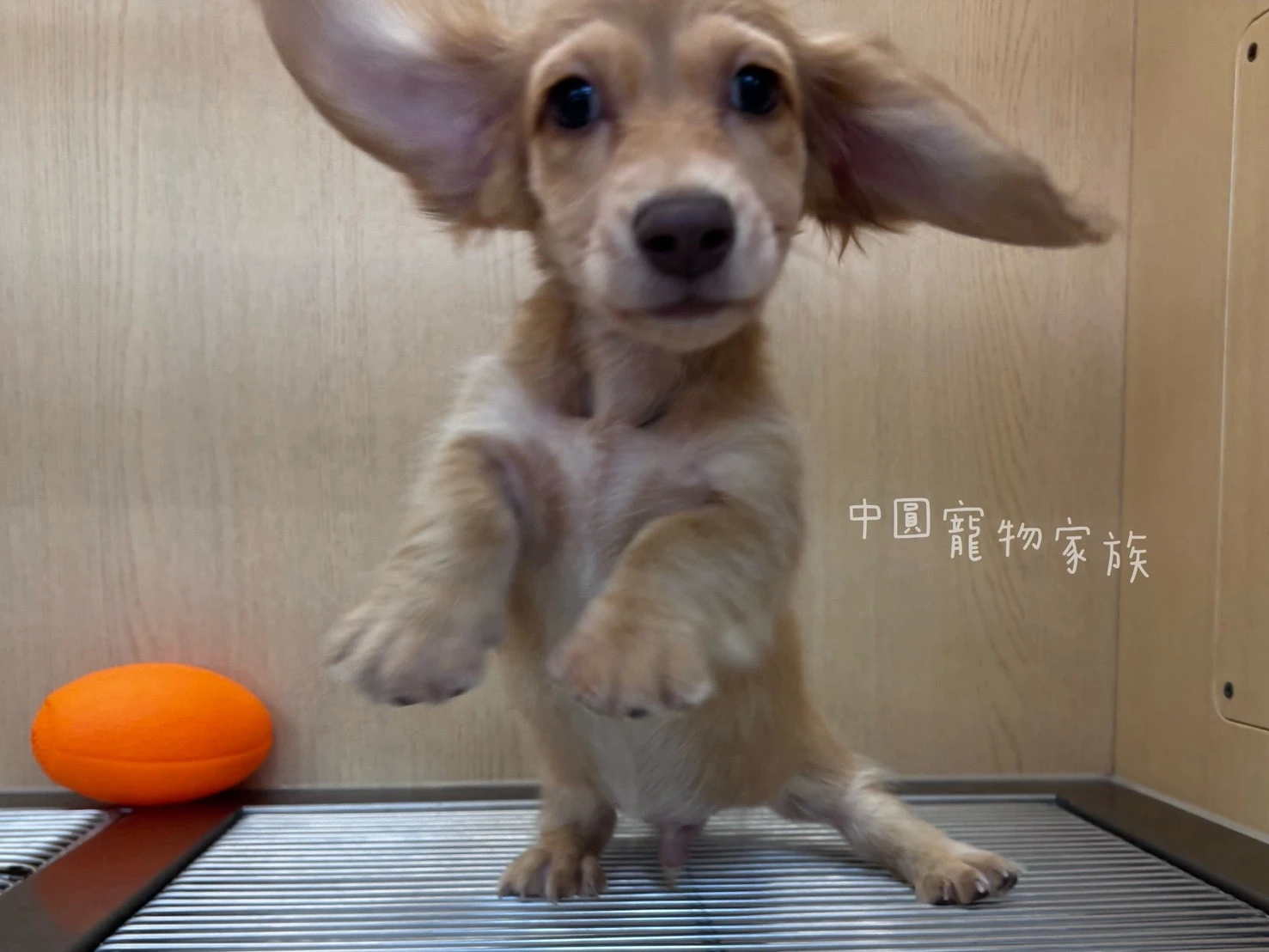 長毛臘腸｜伊莎貝拉