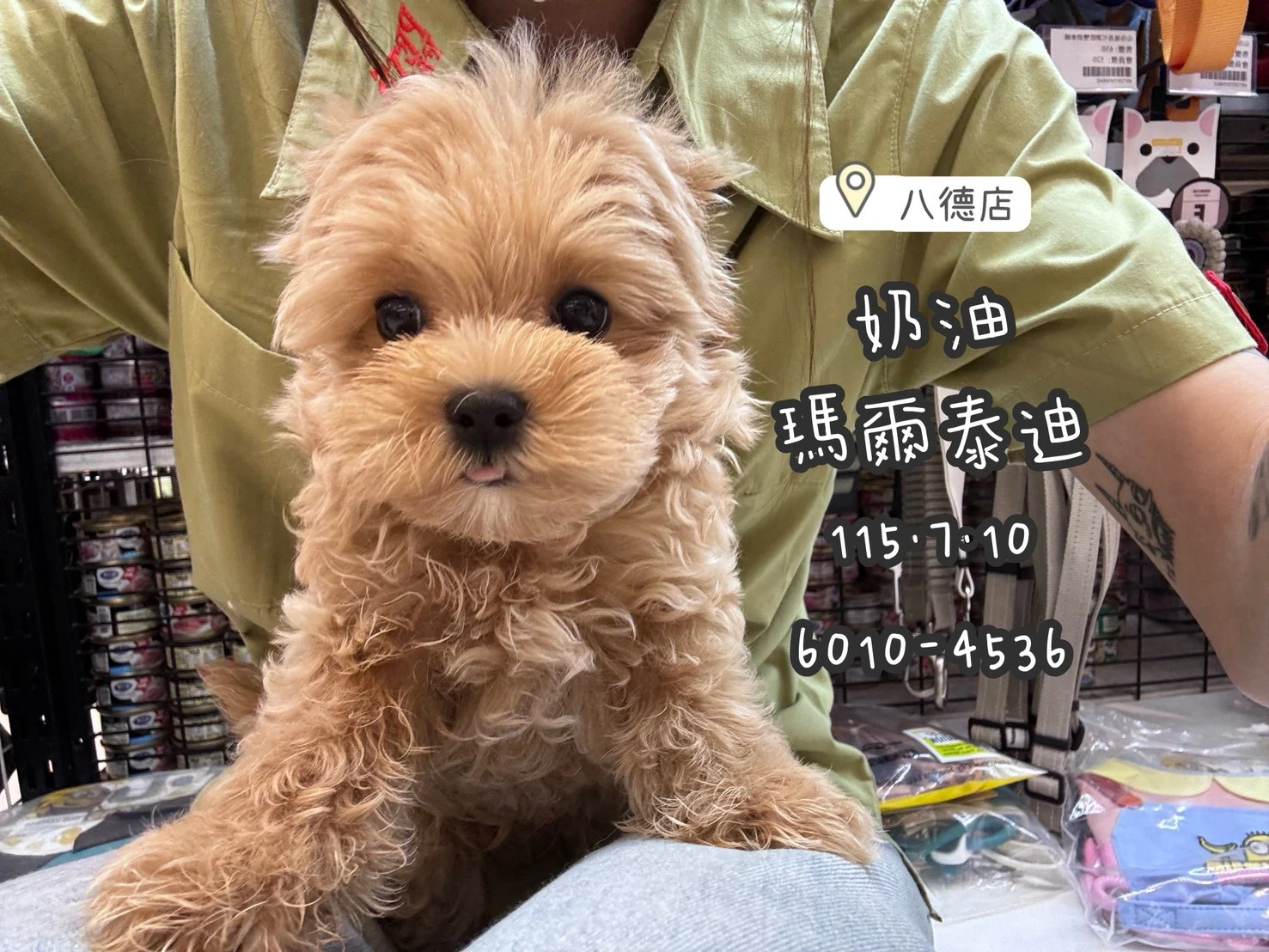 瑪爾泰迪｜奶油